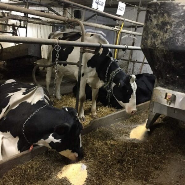 La Ferme Saguelait fait plus de lait avec moins de vaches